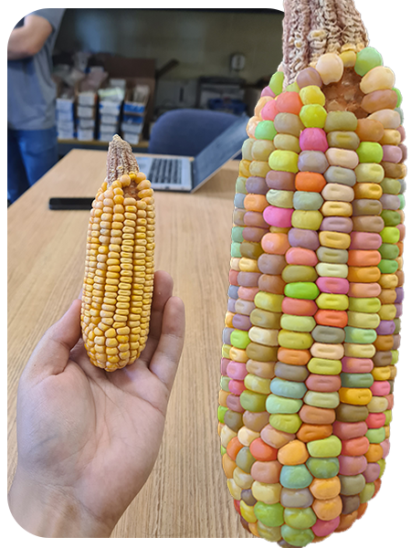 Corn Grains